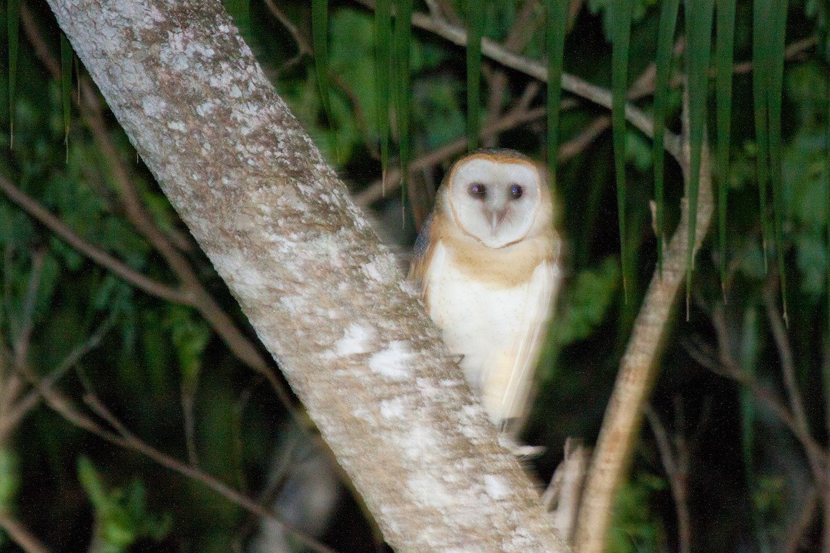 Barn Owl (White-winged) - ML420103591