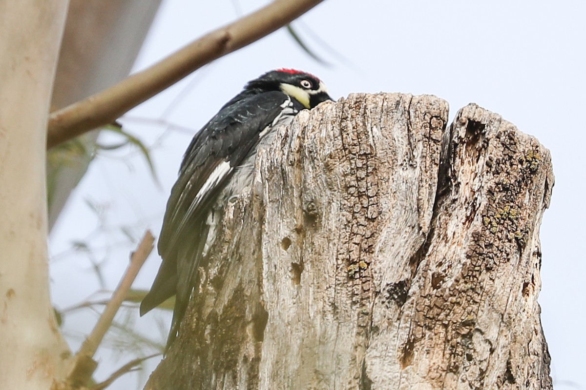 Acorn Woodpecker - ML420104221