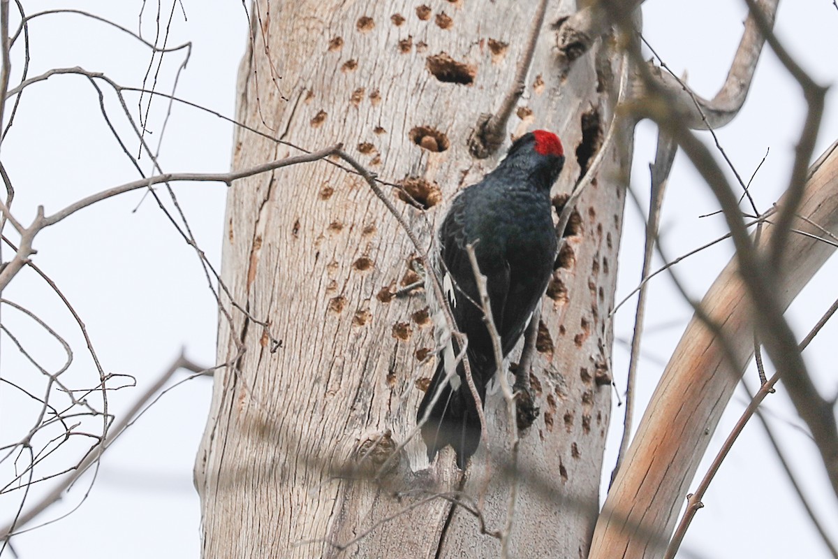 Acorn Woodpecker - ML420104231