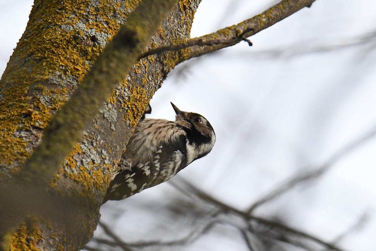Lesser Spotted Woodpecker - José Barrueso Franco