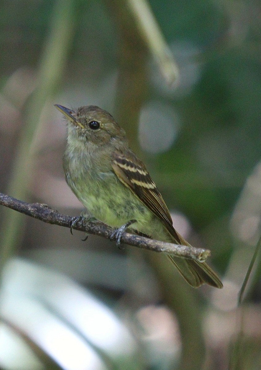 Euler's Flycatcher - ML420105491