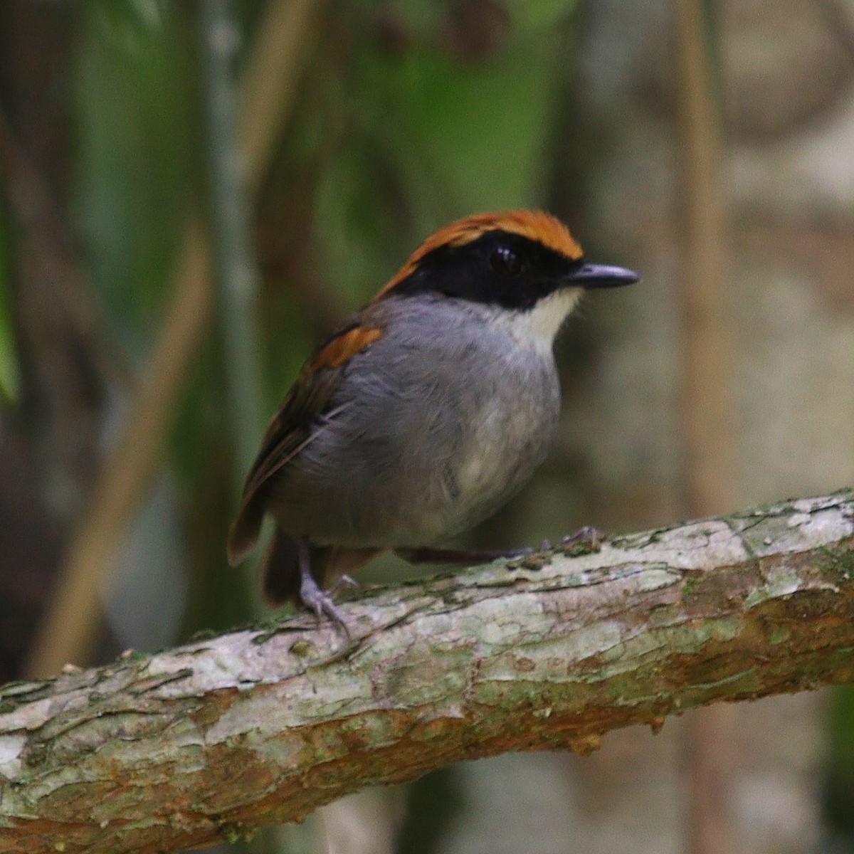Black-cheeked Gnateater - ML420105511