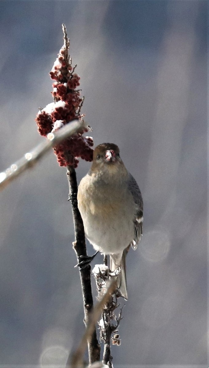 Pine Grosbeak - ML420106961