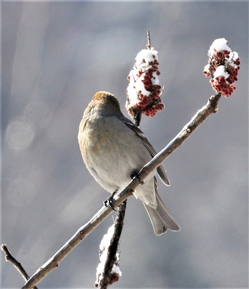 Pine Grosbeak - ML420106971