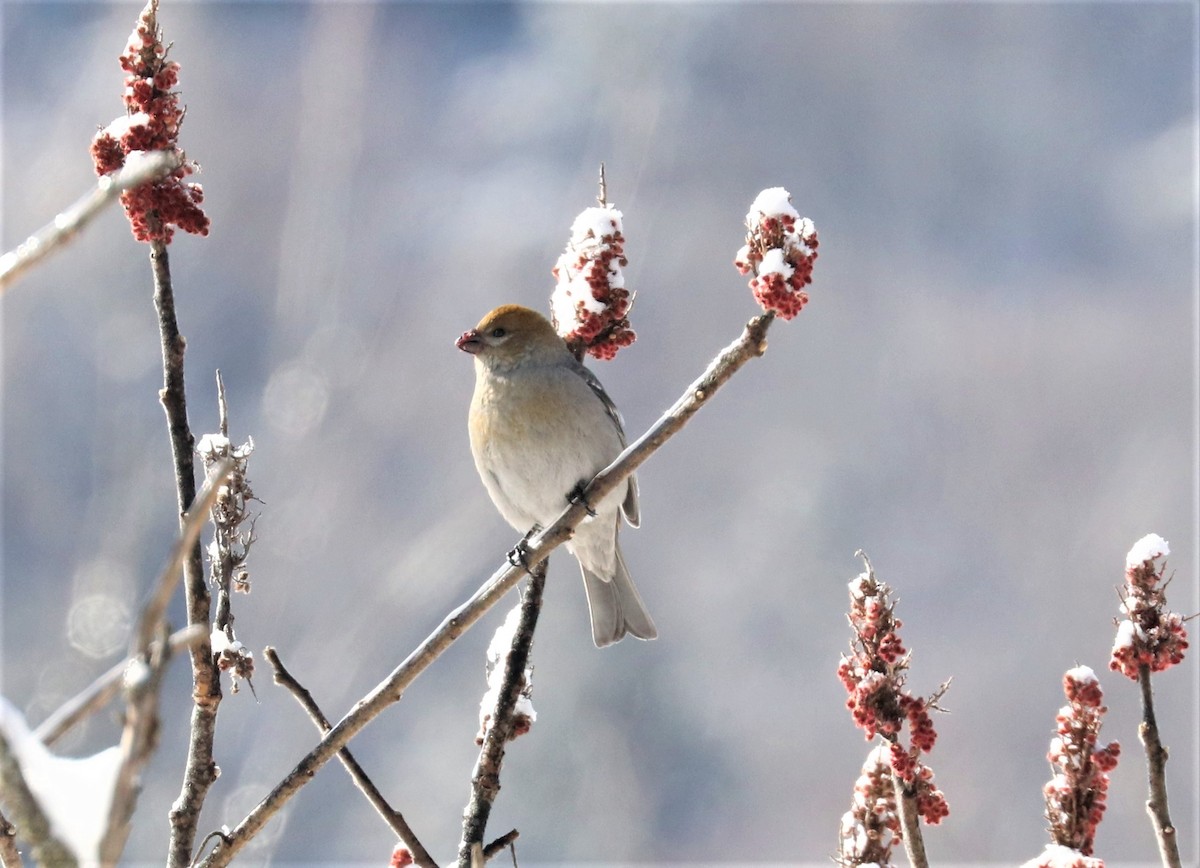 Pine Grosbeak - ML420106981