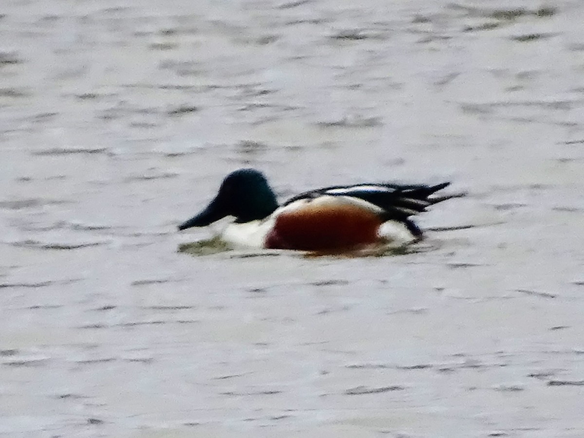 Northern Shoveler - ML420108271