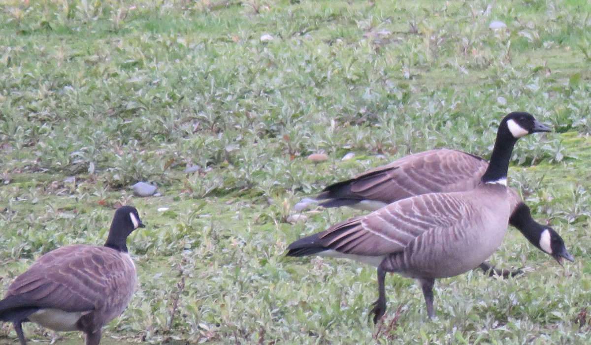 Cackling Goose - Eric Ongman