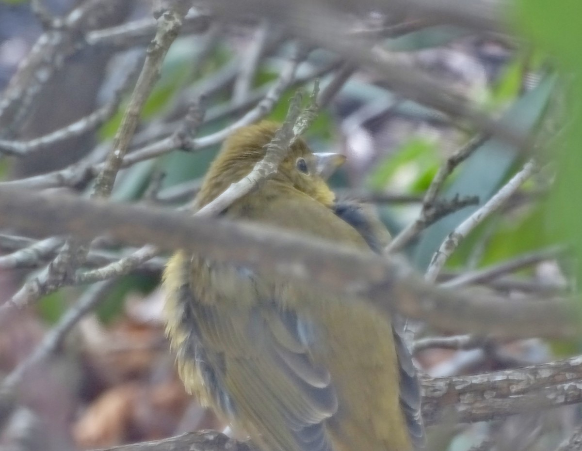 Summer Tanager - ML42011211