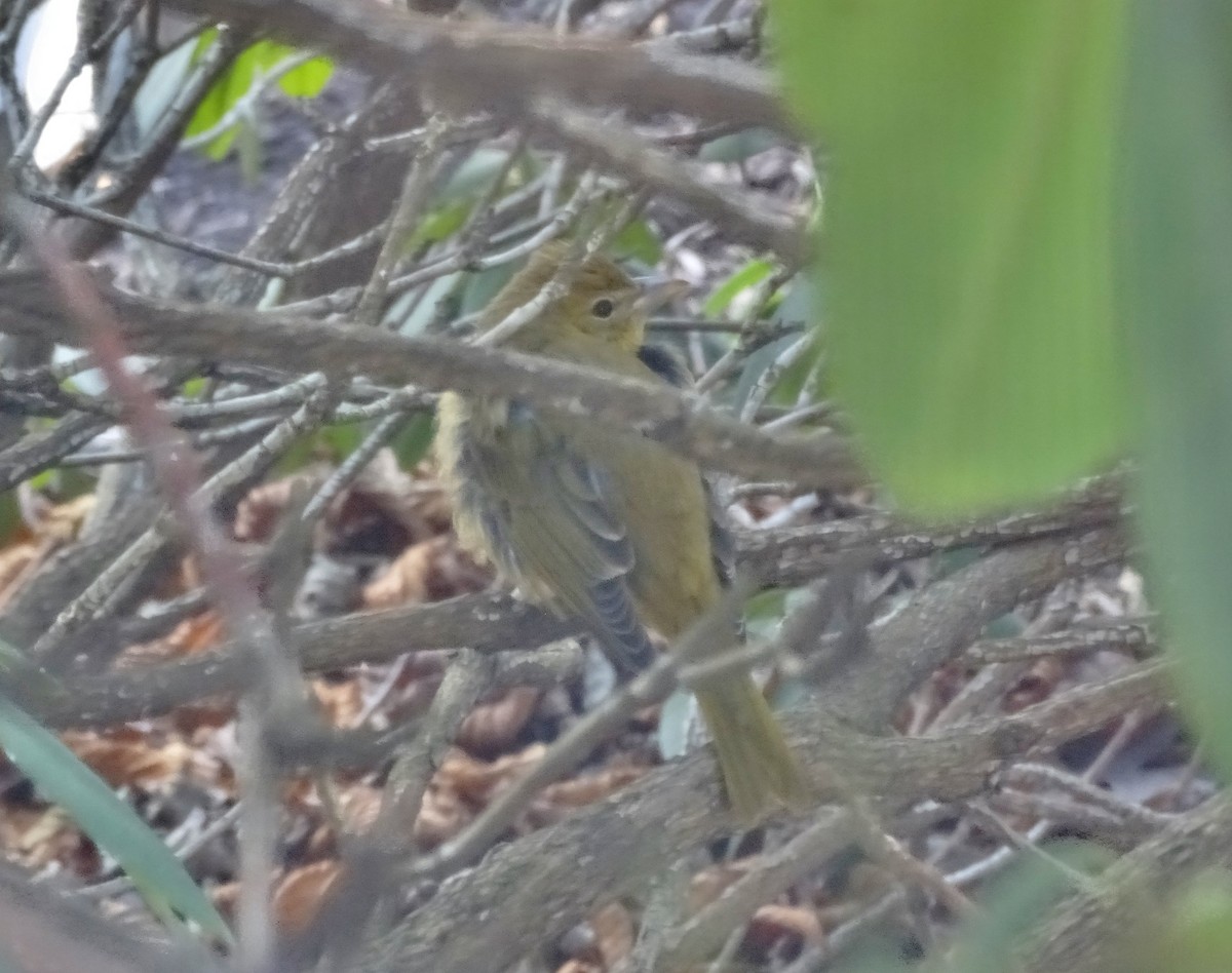 Summer Tanager - ML42011221