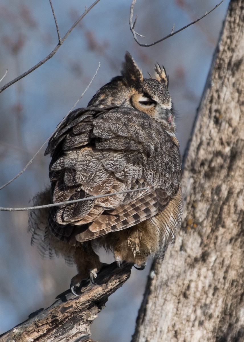 Great Horned Owl - Joanne Dial