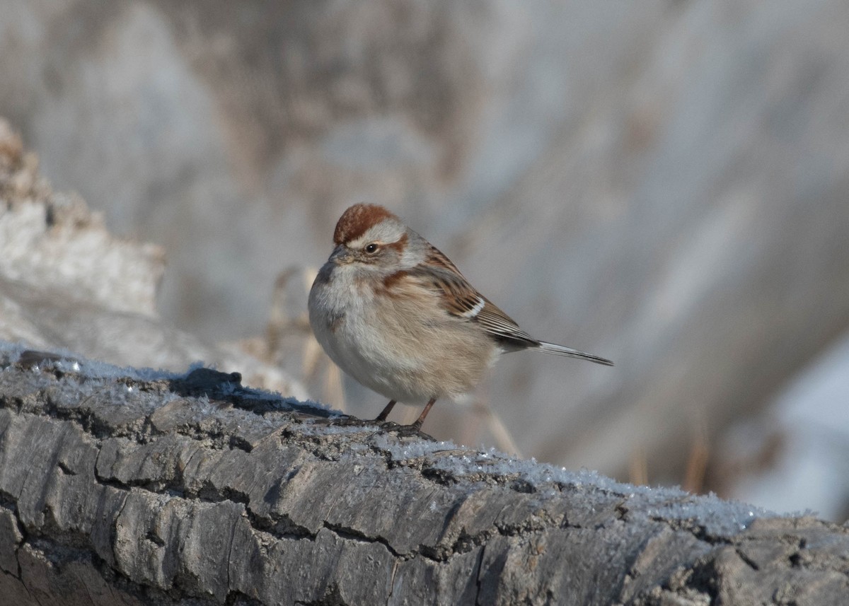 American Tree Sparrow - Joanne Dial