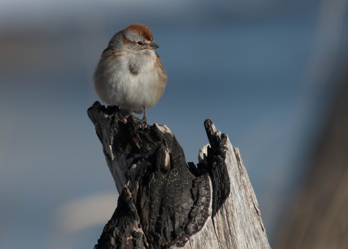 American Tree Sparrow - Joanne Dial