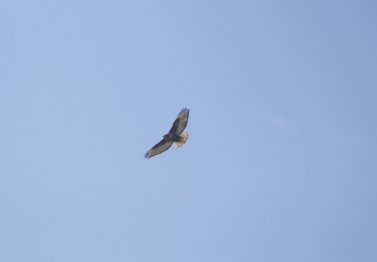 Red-tailed Hawk (Harlan's) - Lucas Corneliussen