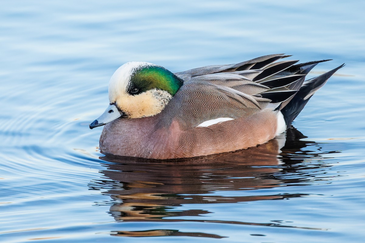 American Wigeon - ML420114131