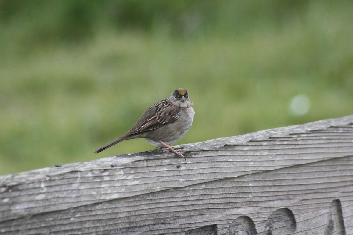 Golden-crowned Sparrow - ML420114821