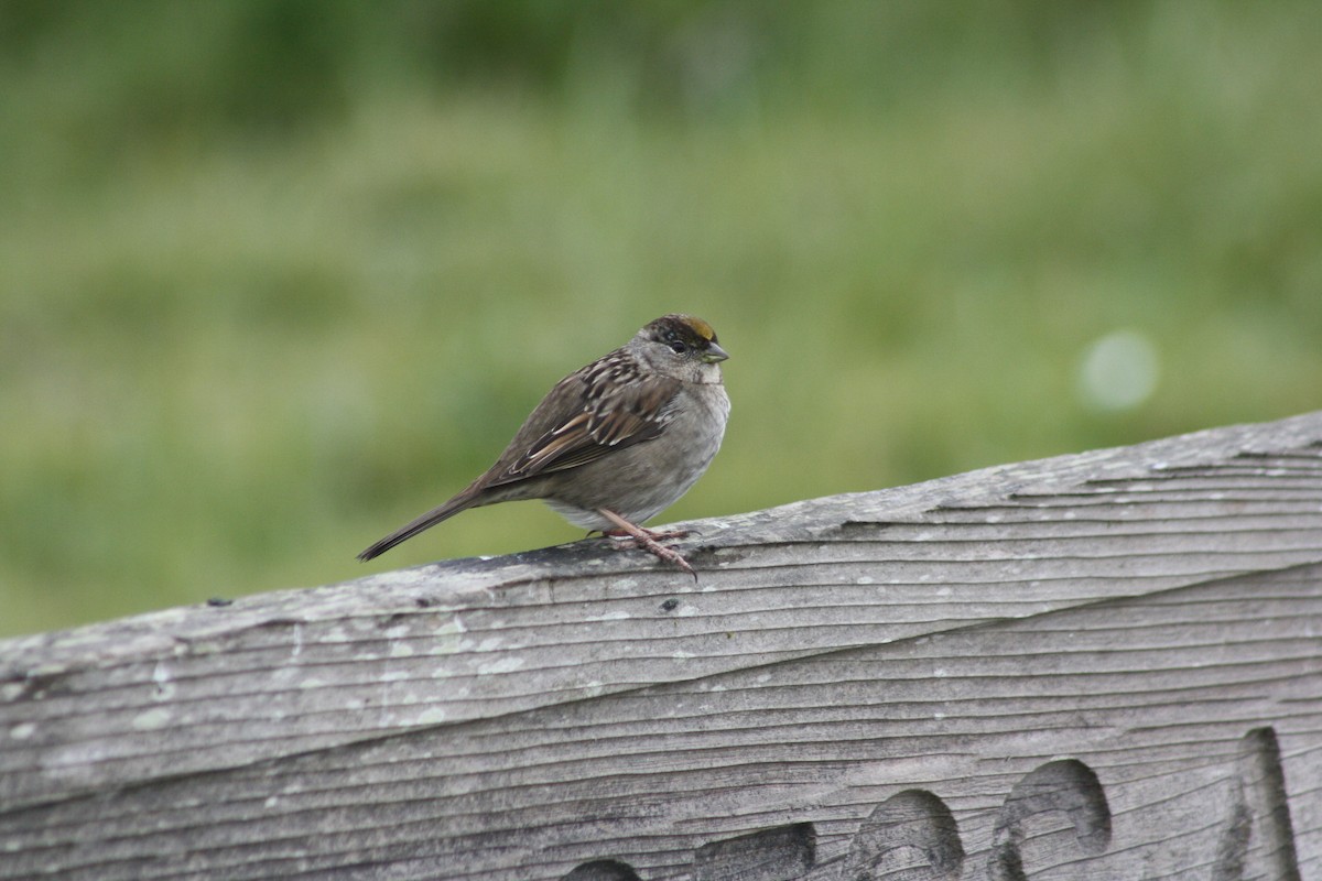 Golden-crowned Sparrow - ML420114841