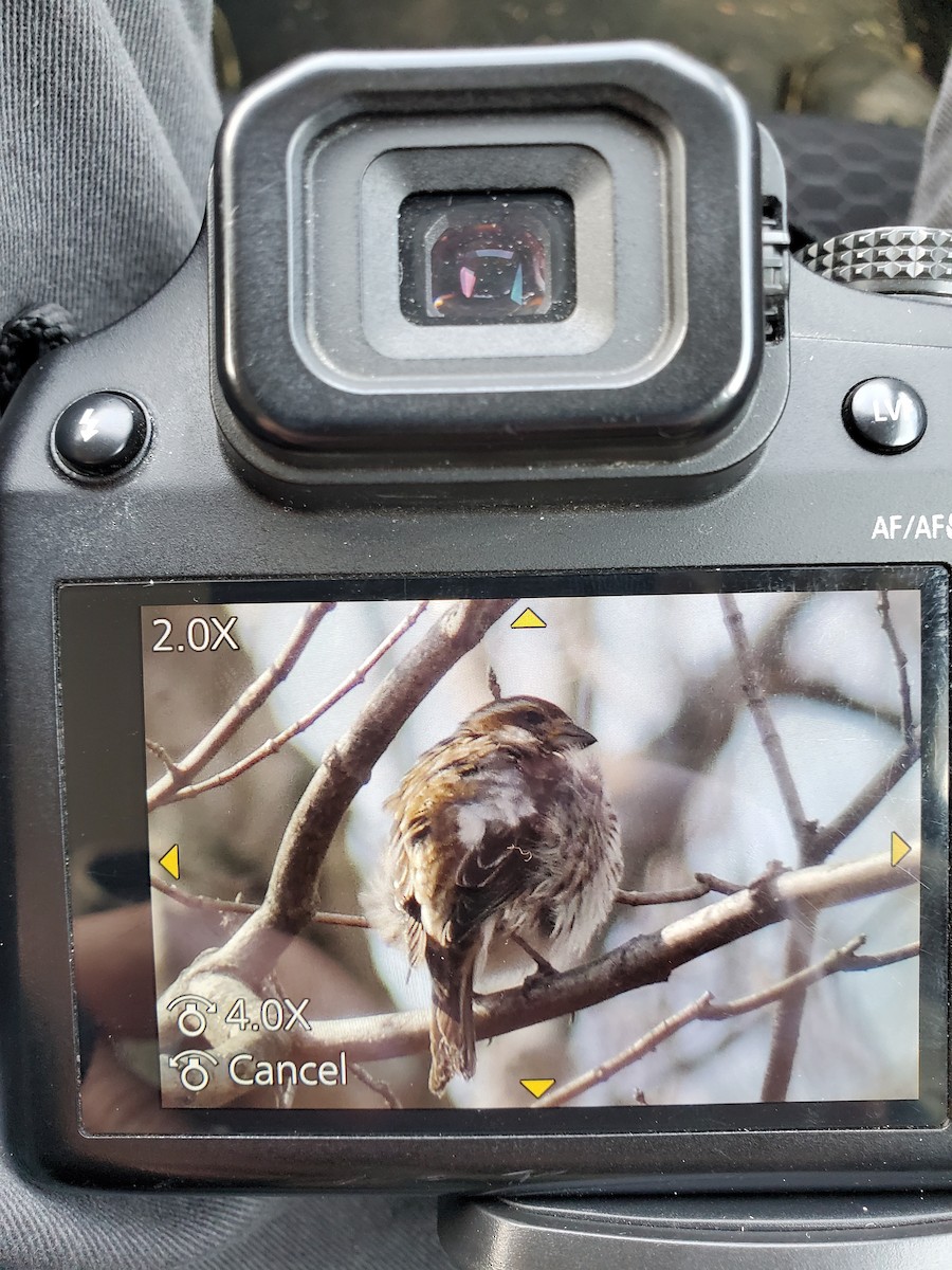 Purple Finch - ML420118691