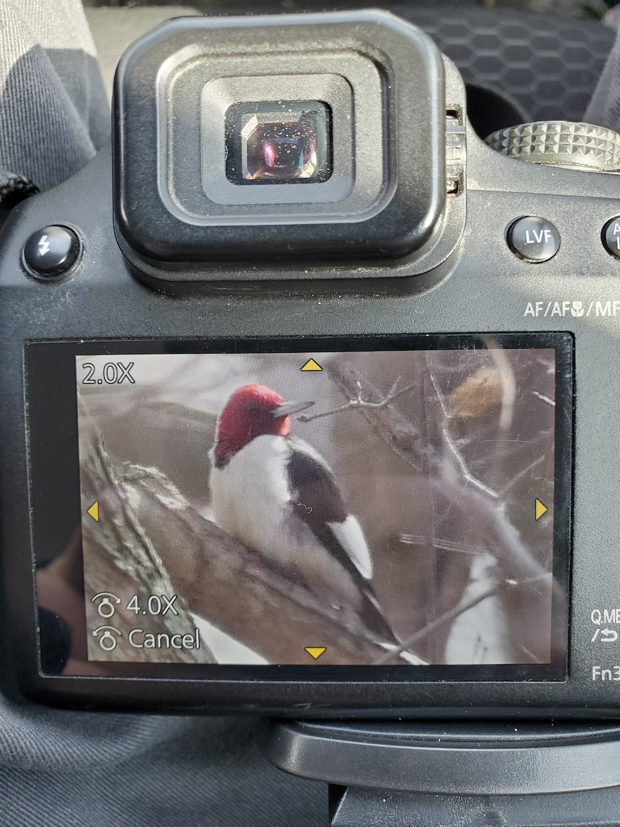 Red-headed Woodpecker - ML420118861