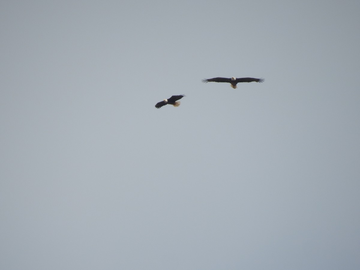 Bald Eagle - ML420120711