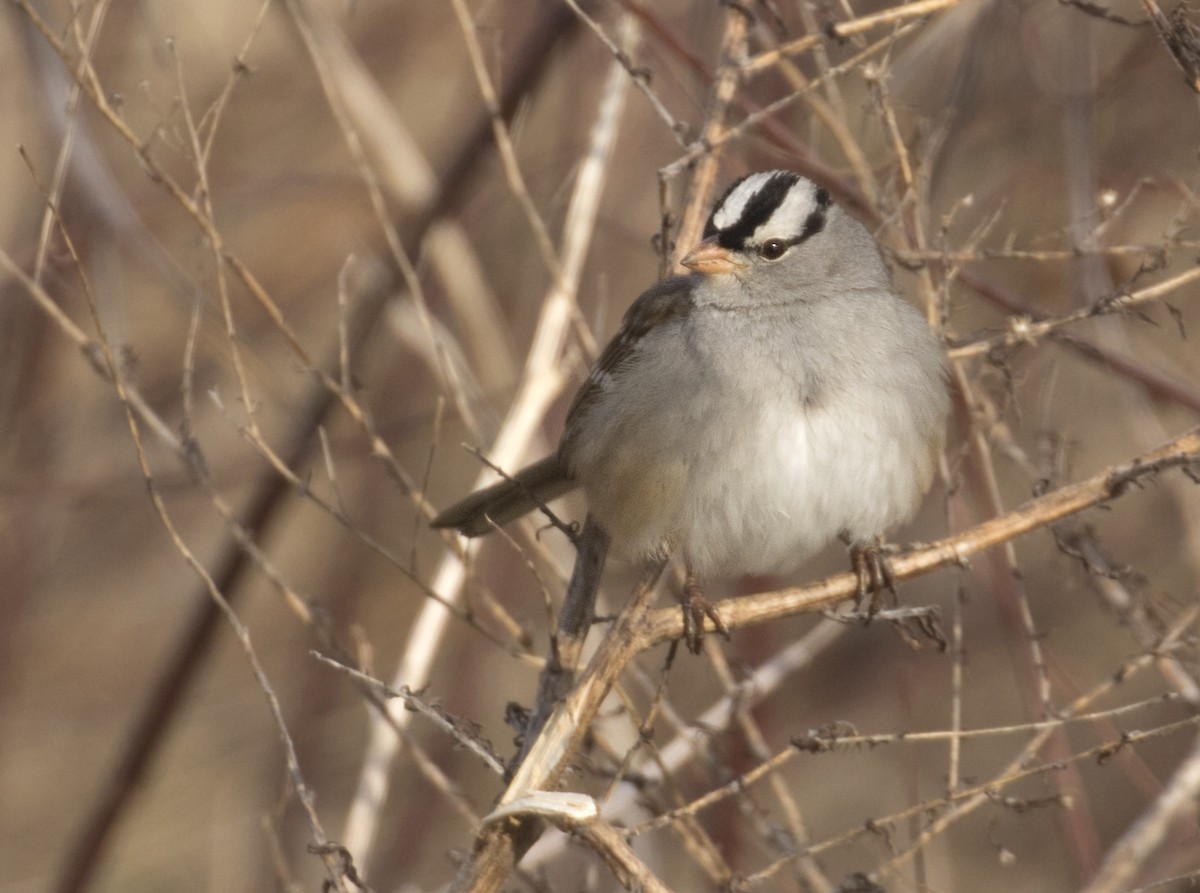 White-crowned Sparrow (Dark-lored) - ML420121311