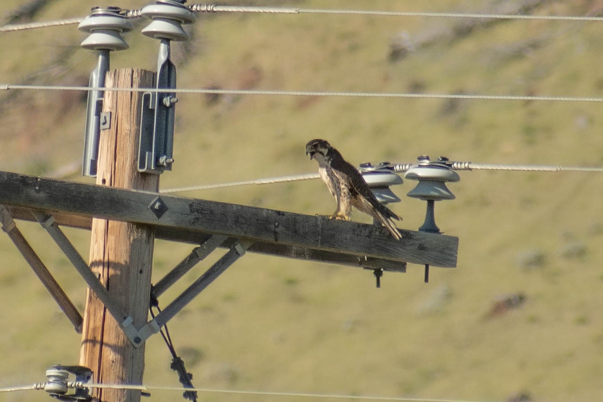 Prairie Falcon - ML420123811