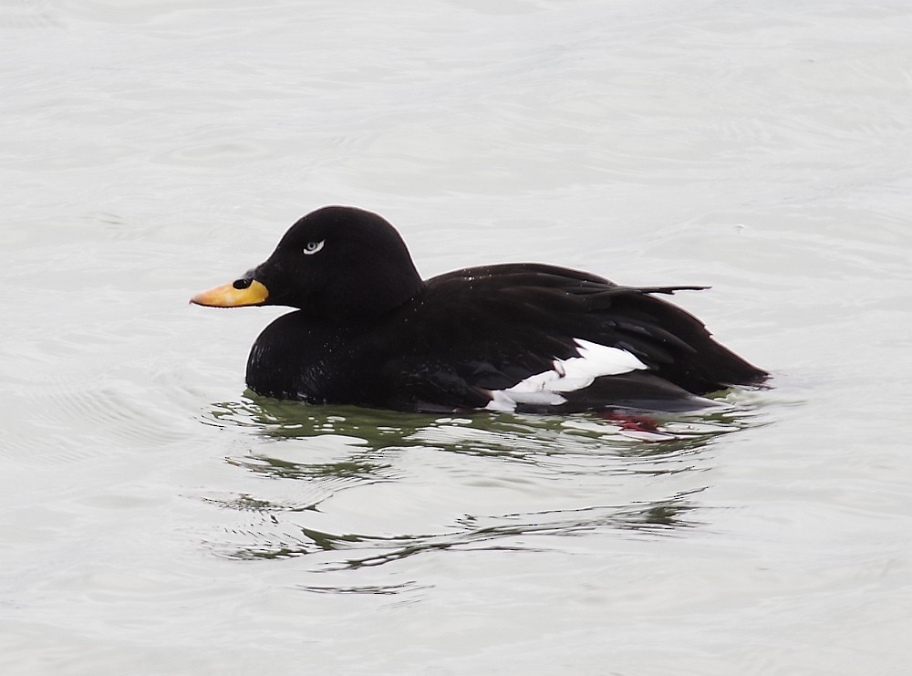 Velvet Scoter - Michał B