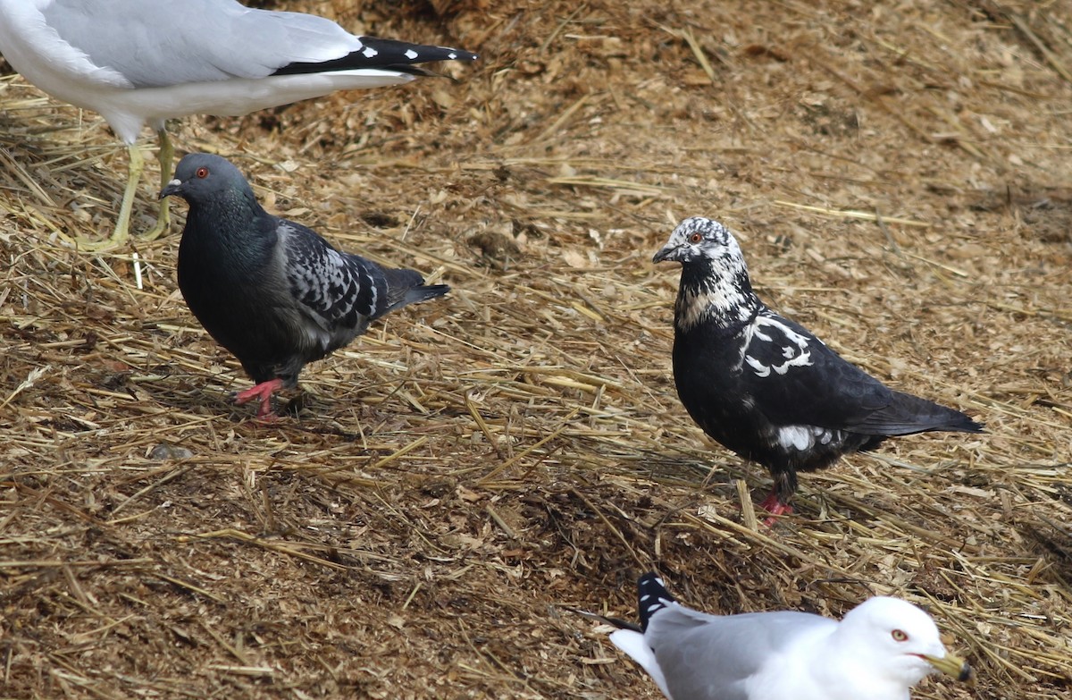 Rock Pigeon (Feral Pigeon) - ML420125781