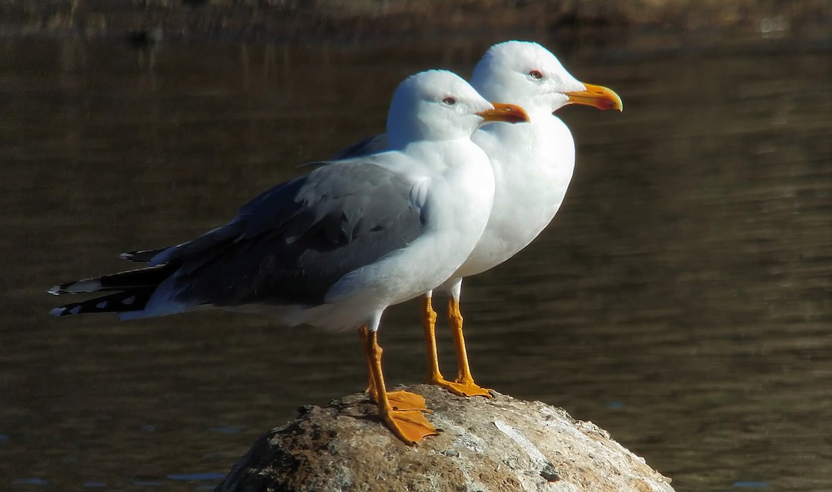 Yellow-legged Gull (atlantis) - Tomáš Grim