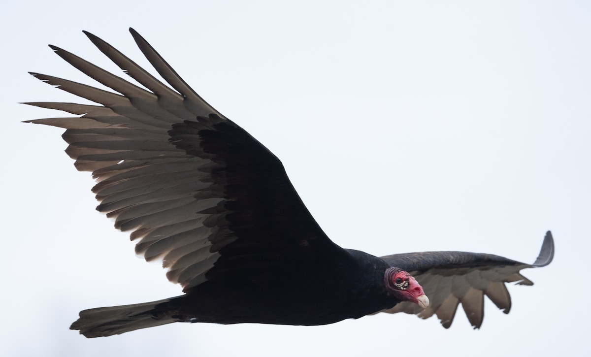 Turkey Vulture - ML420128181