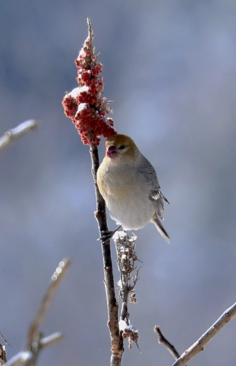 Pine Grosbeak - ML420130541