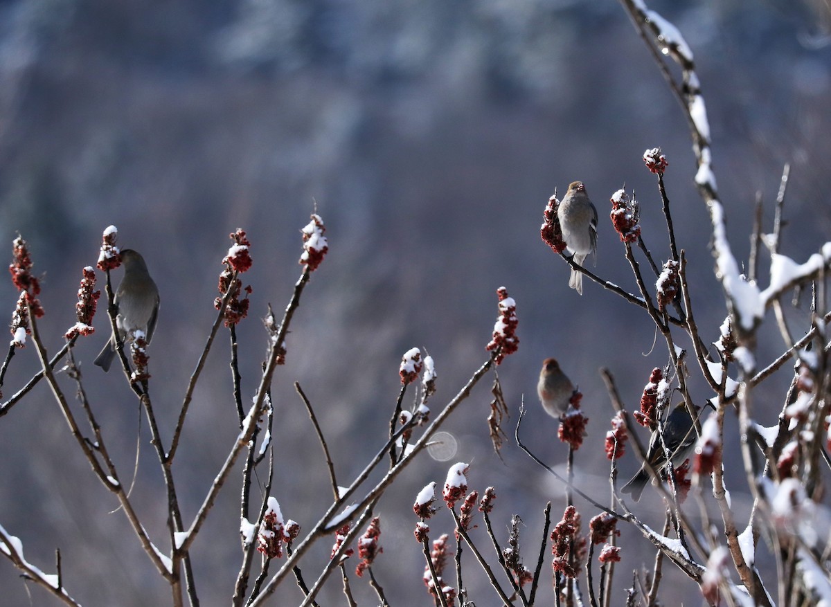 Pine Grosbeak - ML420130641