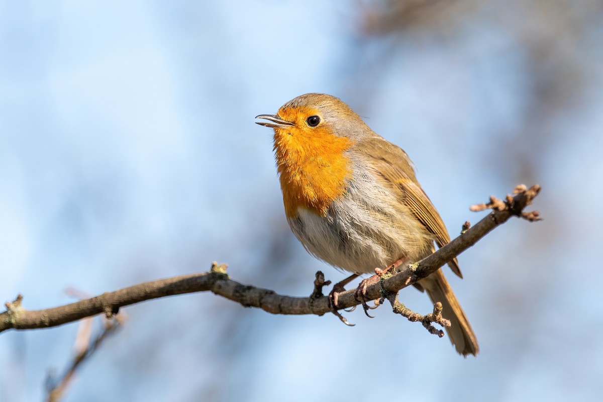 European Robin - Alexis Lours