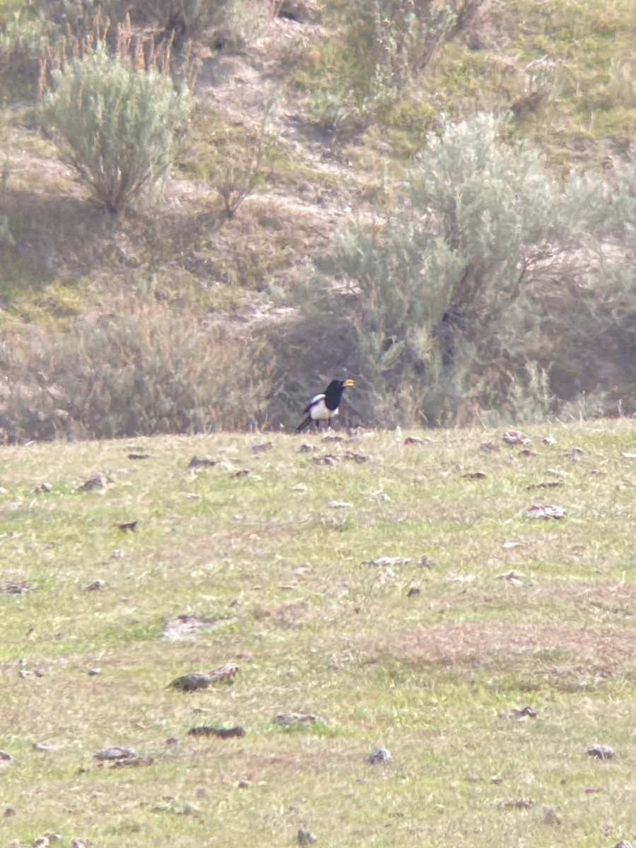 Yellow-billed Magpie - James Leone