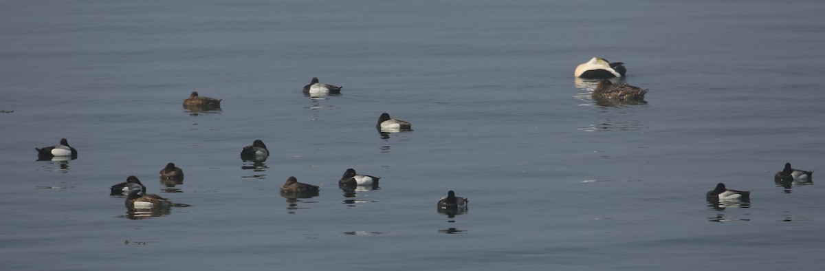 Greater Scaup - ML420134691