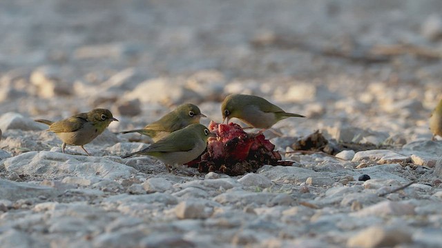 Abyssinian White-eye - ML420134971