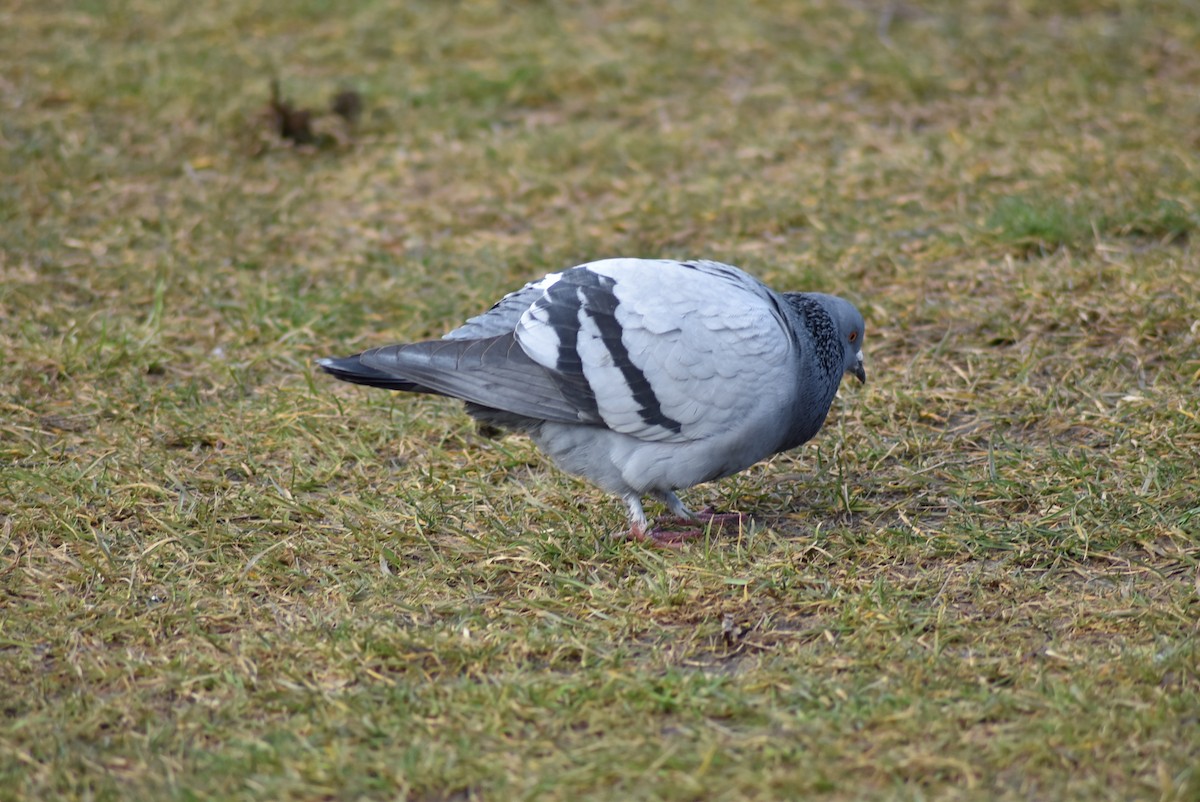 Rock Pigeon (Feral Pigeon) - ML420135031