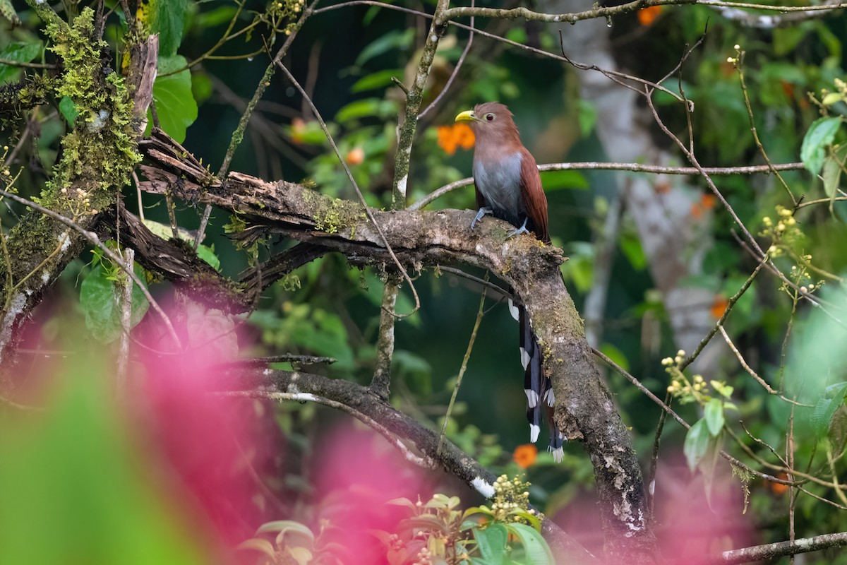 Squirrel Cuckoo - ML420135241