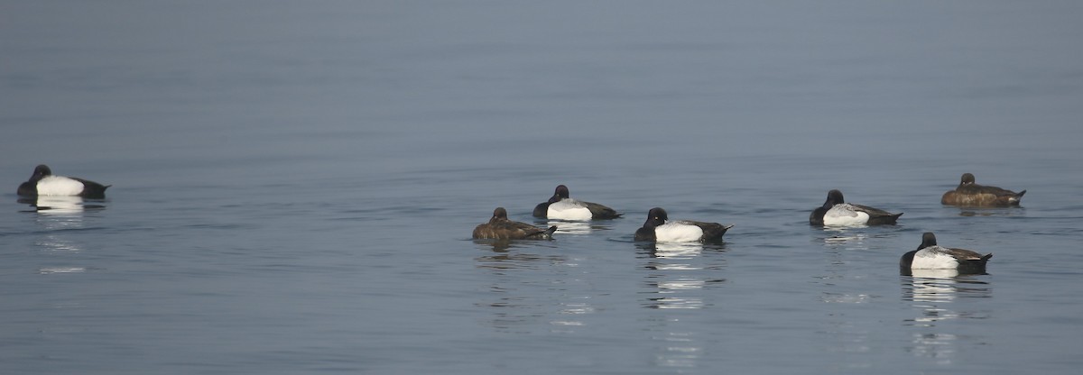 Greater Scaup - ML420135501