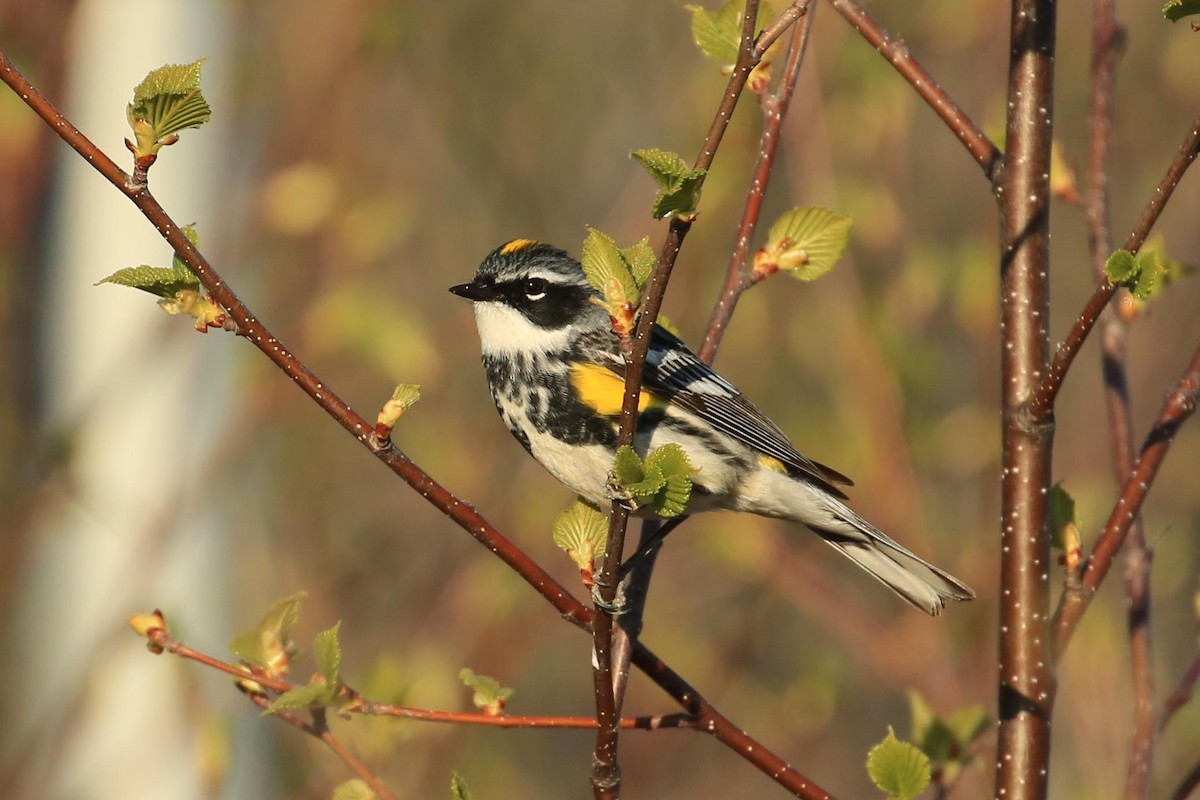 Yellow-rumped Warbler (Myrtle) - ML420137111