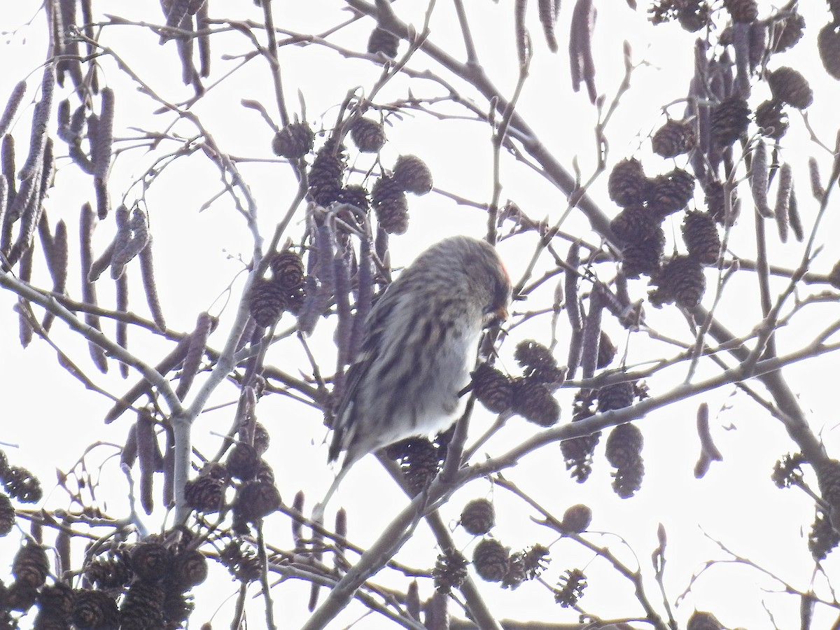 Redpoll (Common) - ML420137351