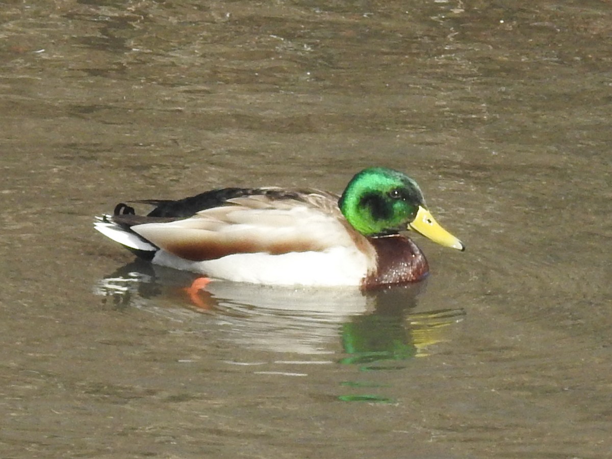 Mallard - ML420137411