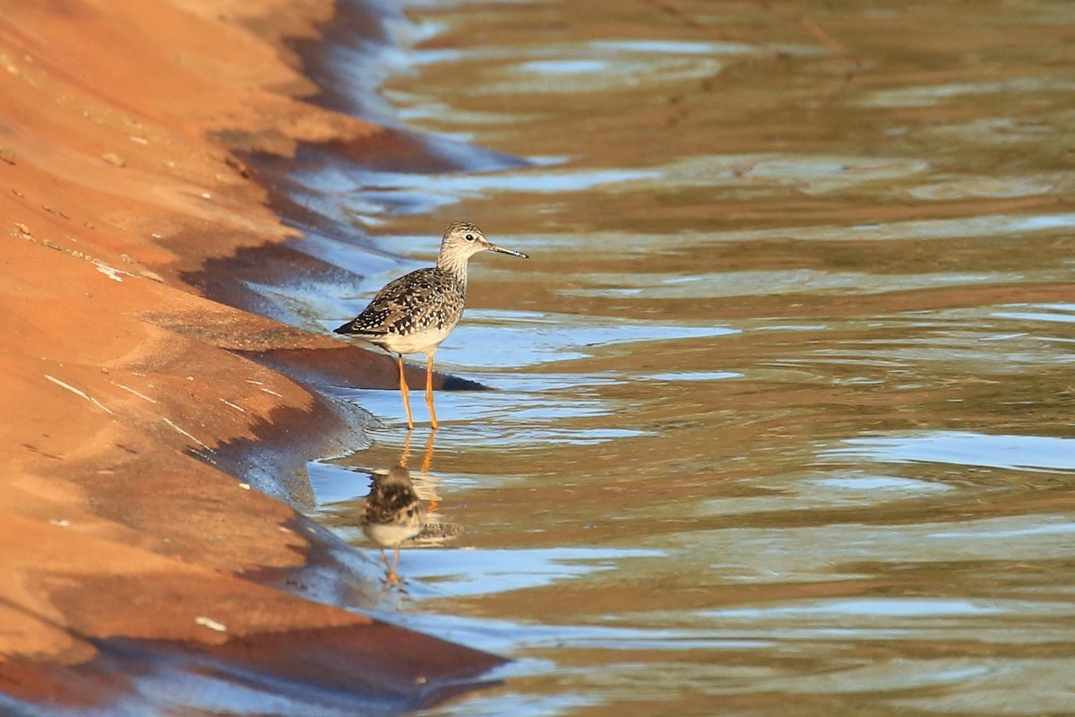 Lesser Yellowlegs - Tim Lenz