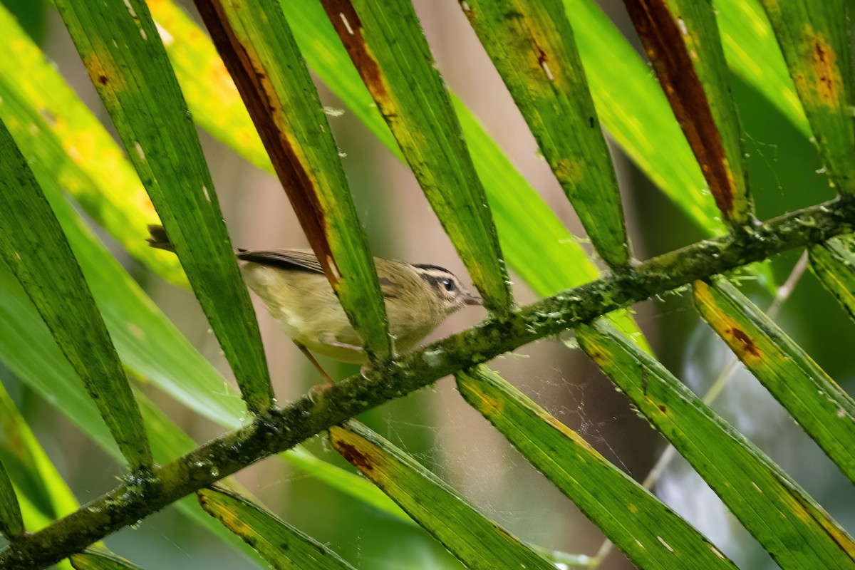 Three-striped Warbler - ML420140041