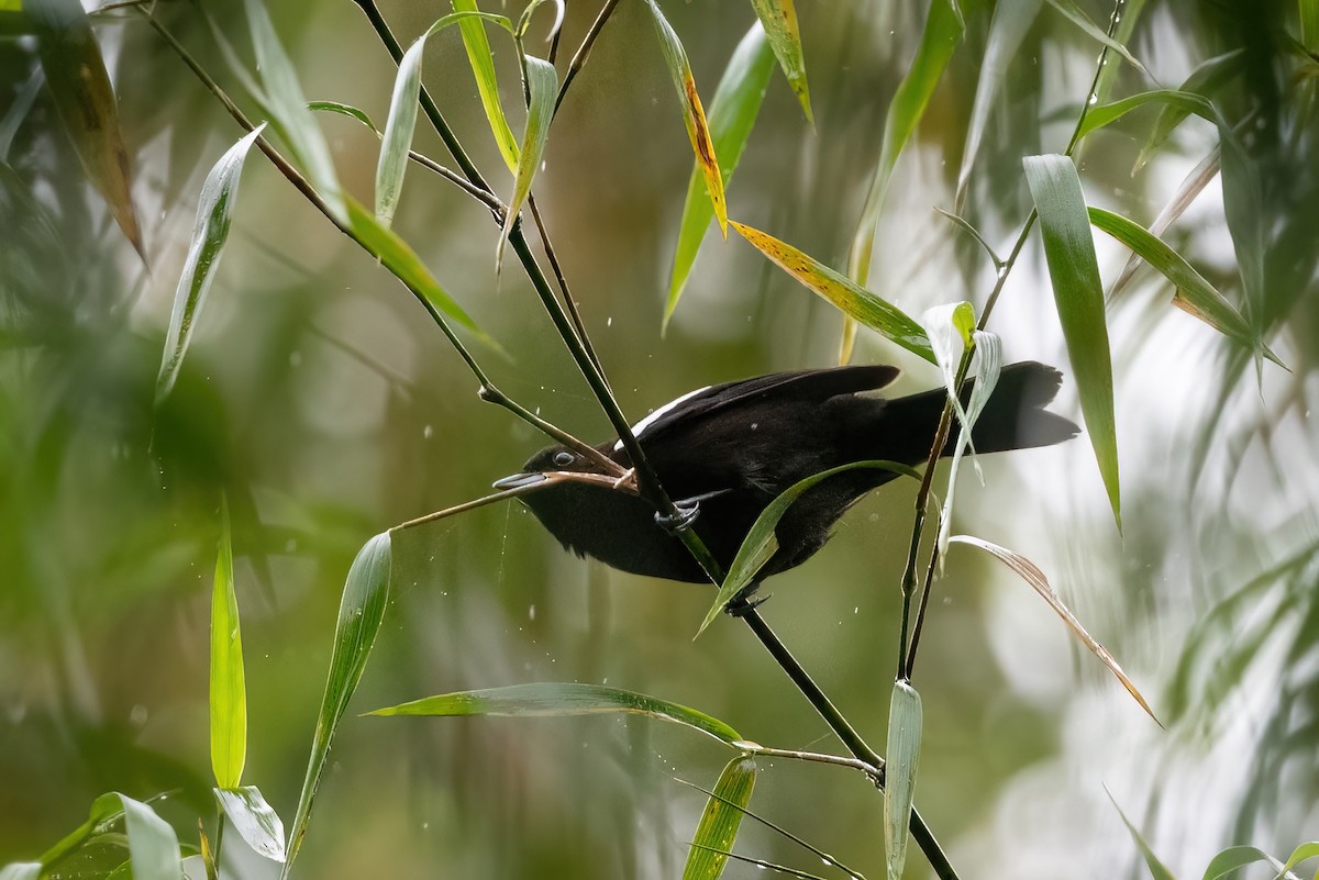 White-shouldered Tanager - ML420140181