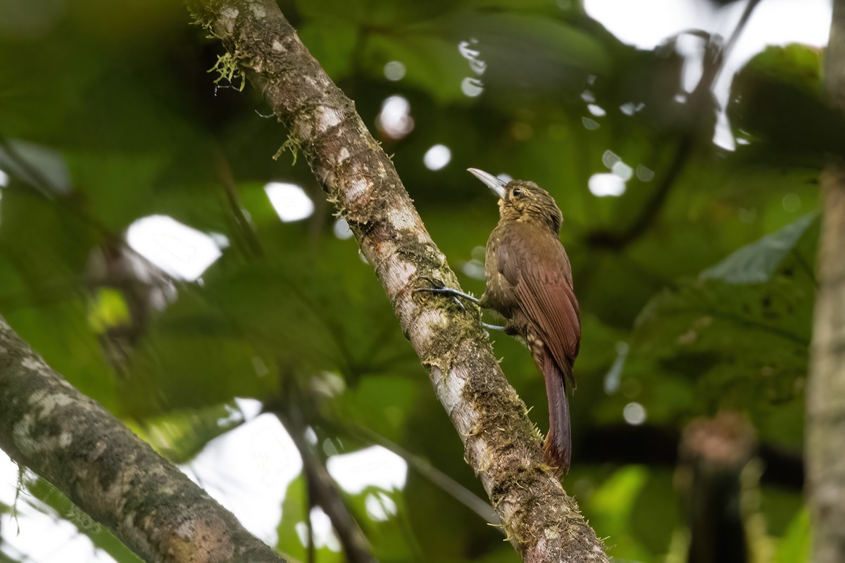Spotted Woodcreeper - ML420140321