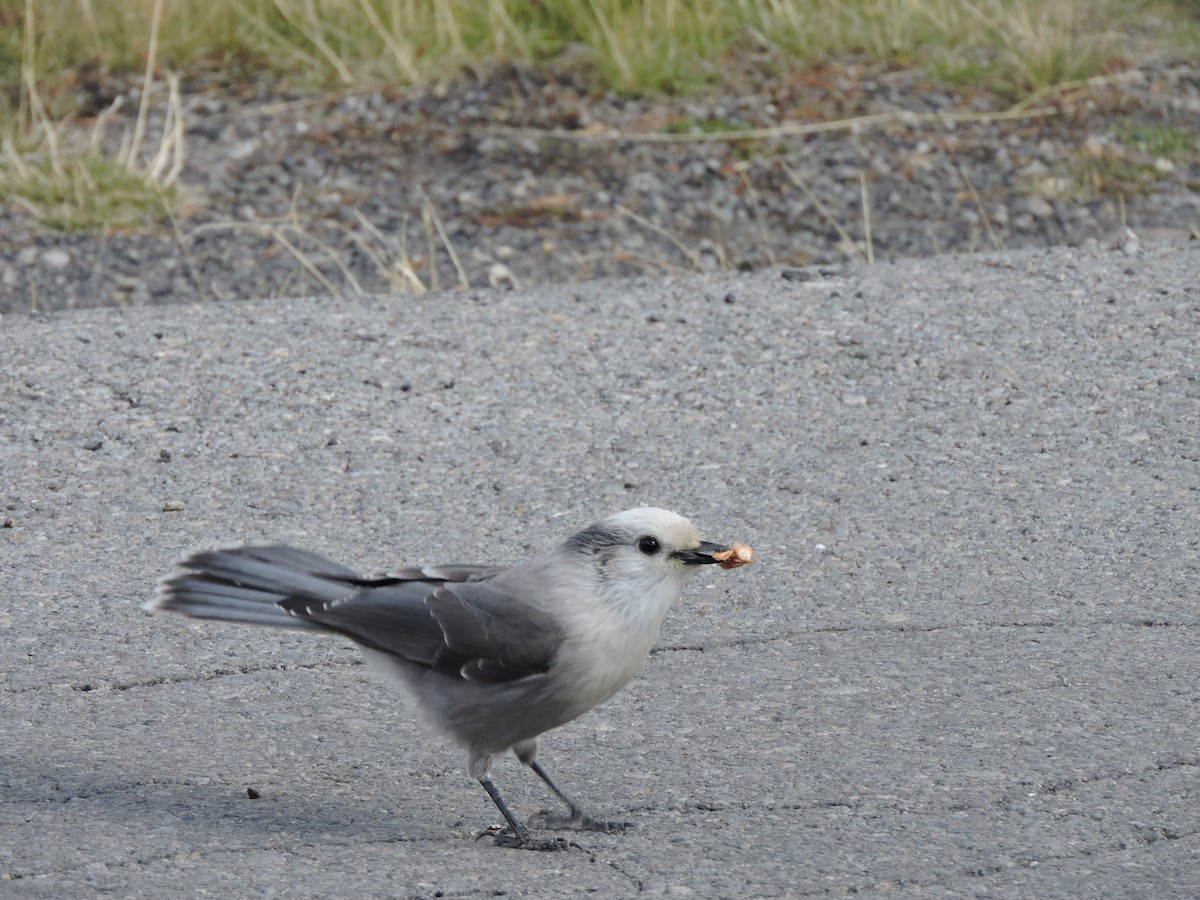 Canada Jay - ML42014051