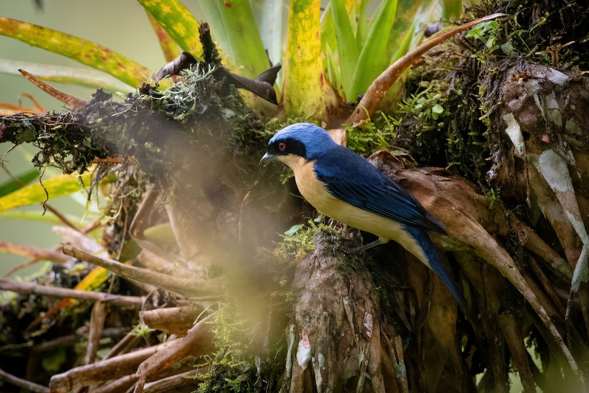 Fawn-breasted Tanager - ML420140741