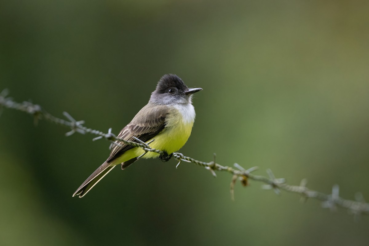 Dusky-capped Flycatcher - Adam Jackson