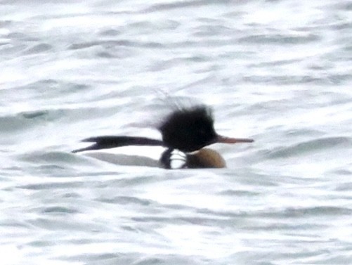 Red-breasted Merganser - ML420141541