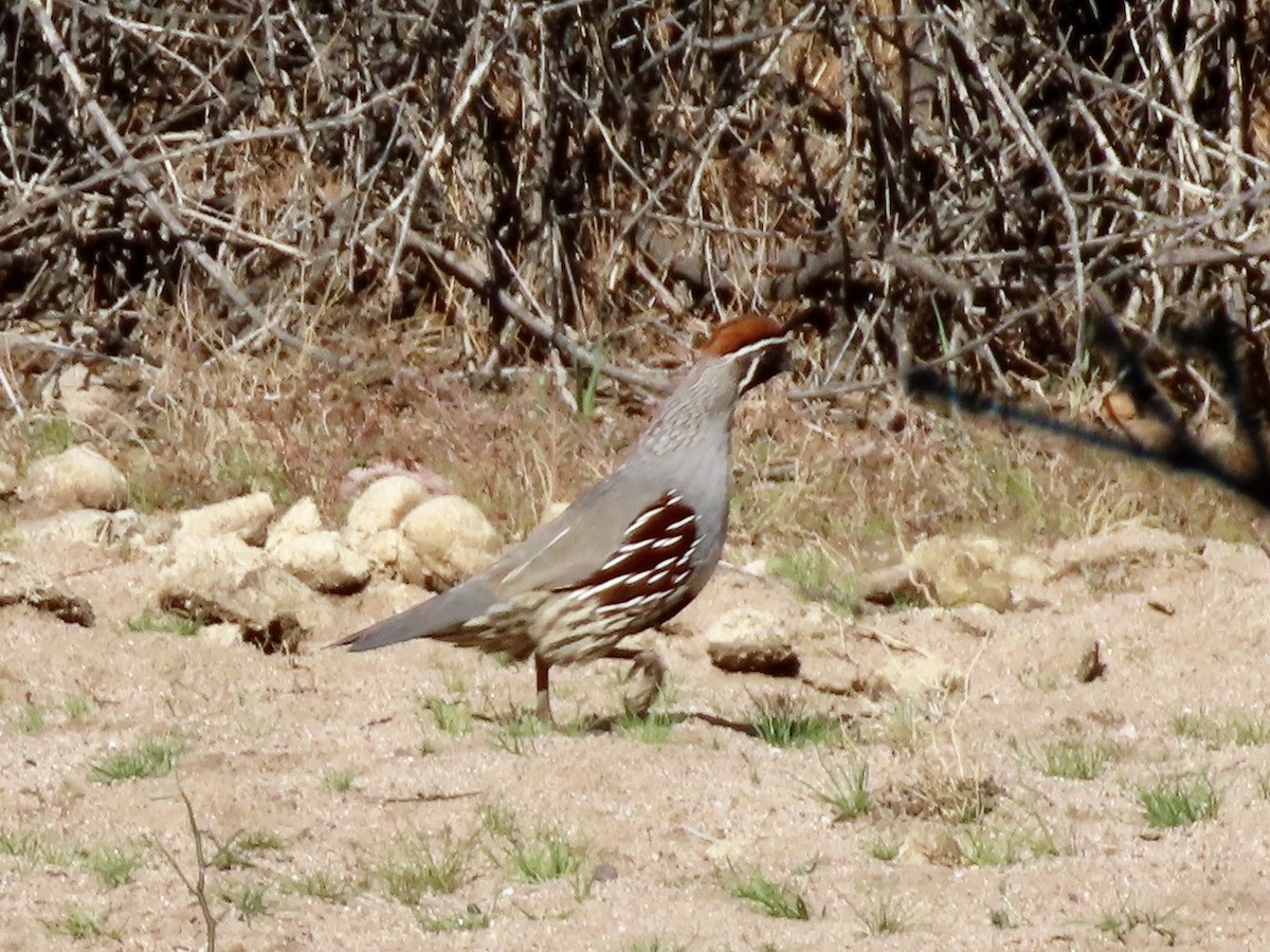 Gambel's Quail - ML420141641